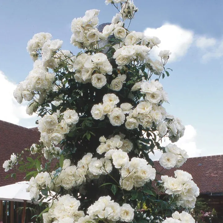 David Austin 'Iceberg' White Climbing Rose 6Ltr Plant