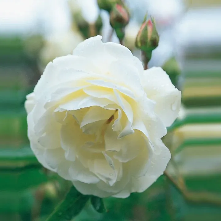 David Austin 'Iceberg' White Climbing Rose 6Ltr Plant